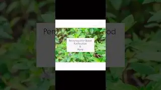 Pennyroyal for Blood Purification