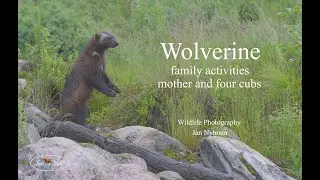 Wolverine family