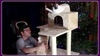 The Cats Get An Early Present!