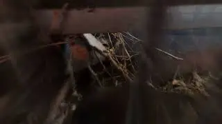 Trapped Ducklings saved when momma duck cries for help