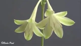 Amaryllidaceae: Stenomesson chloranthum