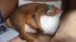 Shiloh the Abyssinian Sleeping to Relax My Cat Music!