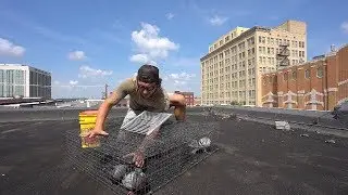 Trapping Pigeons in the City with New Bait!! (Insane Results)