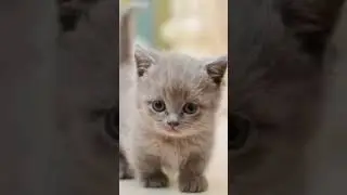 Kucing Usia aman untuk di adopsi