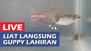 Proses Ikan Guppy Melahirkan / Beranak / Brojol (Guppies Giving Birth)