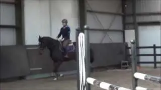 Ginn (Quintender x Mendel x Voltaire) 2011 ***SOLD***