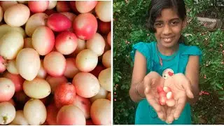 Kalakai in our Farm | Benefits of Kalakai | Kalakai Pickle | Cranberry | Halaya Entertainment