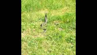 Adders dancing