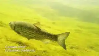 Fish fauna of Mediterranean rivers