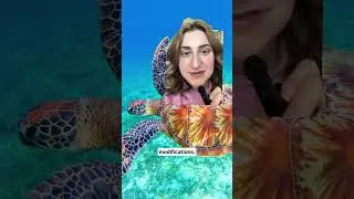🌎 &ldquo;GOOD NEWS for the Planet in 2025 🌱 | Renewable Energy, Ocean Cleanup & Wildlife Comebacks!