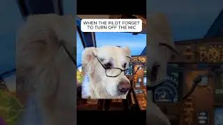 This dog pilot is about to crash 😱 #shorts #dogmemes #trending #viral #dog #animals