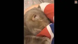 Aww   Funny and Cute Animals Compilation 2020 #51  CuteVN Animal