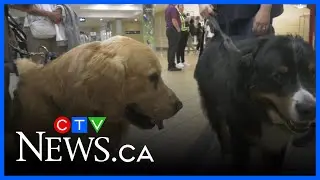 Edmonton airport holds event to help dogs find their 'fur'-ever homes