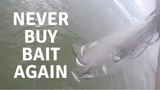 Get a CAST NET and NEVER BUY BAIT AGAIN