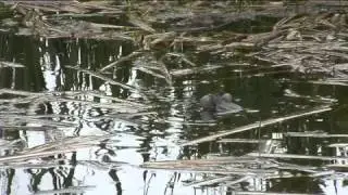 WWT London: Marsh frogs calling