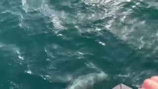Bay of Gibraltar - dolphin