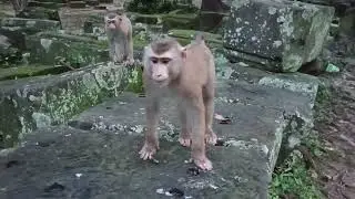 Gorgeous little short tail monkeys daily activity in the wild - Wildlife Video