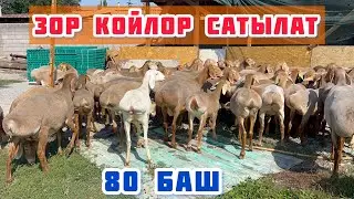 Улук Мырза 80 баш КОЙ сатыкка чыгарды🤚🏼арасында өтө зорлору да бар