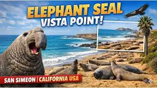 Elephant Seal Vista Point I San Simeon | California USA