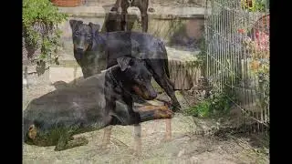 Manchester Terrier Song