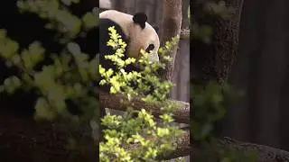 Giant Pandas are solitary animals #nature #wildlife #panda