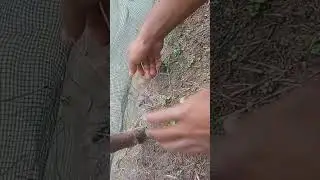 Mancing belut babon di spot empang
