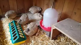 Test Wachtelfutter Wachtel Shop Spezial Wachtel Wachtelhaltung