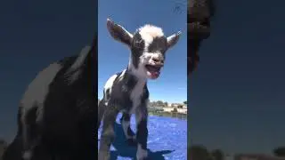 The H5 Ranch Experience: Animal Antics Caught on Camera 🐷🐐🐶🐱🐓