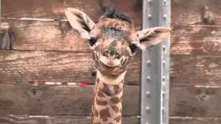 Baby Giraffe at the Zoo!
