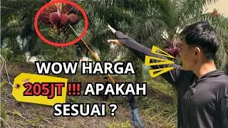 Saya Membeli Kebun Sawit Seharga 205 juta