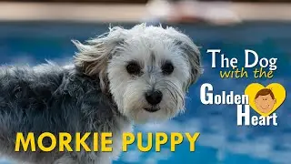Щенок Morkie-полные факты о милой пачке любви