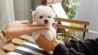 Baby bichon frise video cutest puppy   #Teacup puppies  #cutebichon #BabyBichon #Teacuppuppy