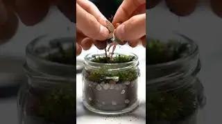 Magical Mini Moss Terrarium DIY ✨ So Tiny!