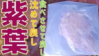 店長が俺にメーカーを教えない程のシークレットな石垣島のモモタマナ枯れ葉。自然に落葉した物はタンニンの溶出量が多い。南風リーフ【ふぶきテトラ】