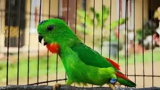 Suara Panggilan & Rayuan Burung Serindit | Suara Pancingan yang Di Sukai Semua Jenis Burung Serindit