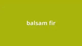 what is the meaning of balsam fir.
