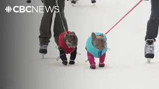 Saskatchewan's scenic skating spot snakes through provincial park