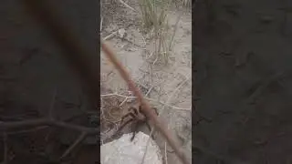 tarantula run in SE CO #wildlife #nature #camping #colorado #offgrid #tarantula #spiders #outside
