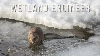 Common Muskrat: The Unsung Engineer of Wetlands