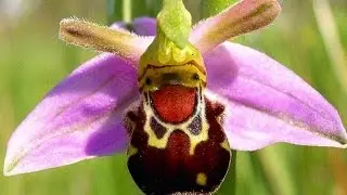Top 5 Strange Looking Flowers In The World
