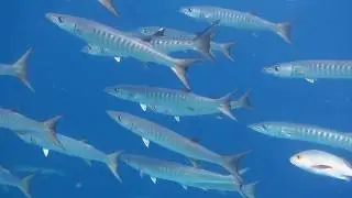 Barracuda Pickhandle Barracuda Sphyraena jello Schooling  Raja Ampat