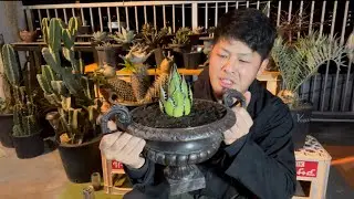 【アガベ・ホリダ】 #1 藤岡流、アガベの発根管理最強の土