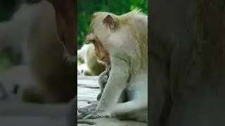 Monkey Shorts 2023/#Funny Videos Monkey #Shorts/ Short Monkeys.