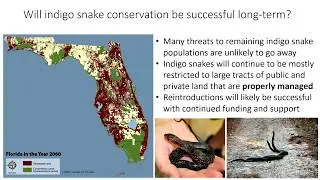 Eastern Indigo Snake Presentation