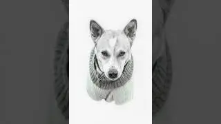 Blues for Aloka| |Peace Walk| Monk walk for Peace|Aloks the Peace Dog| #walkForPeace| #AlokaPeace|