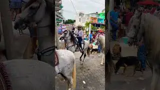Bucerias 2026 Fiesta Patronales #mexico #trending #beach #caballos #horse #dance