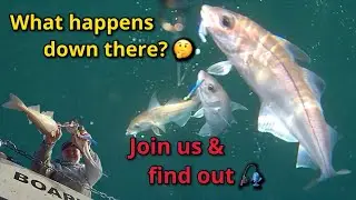 A fishing trip on Rachel May: Fraserburgh: What your lures see down there 😲🎣🐟🐟🐟