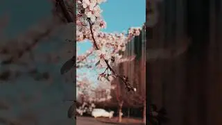 Sakura Meditation Relaxing Ambient Piano Music #sakura #ambient #meditation  #pianomusic #shorts