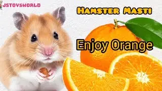 HaMster Vlog (Orange) | Funny Hamster Video | Hamster Doing Funny Things | Js Toys World | Hamsters