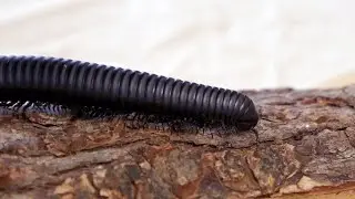Learn All About Giant African Millipedes